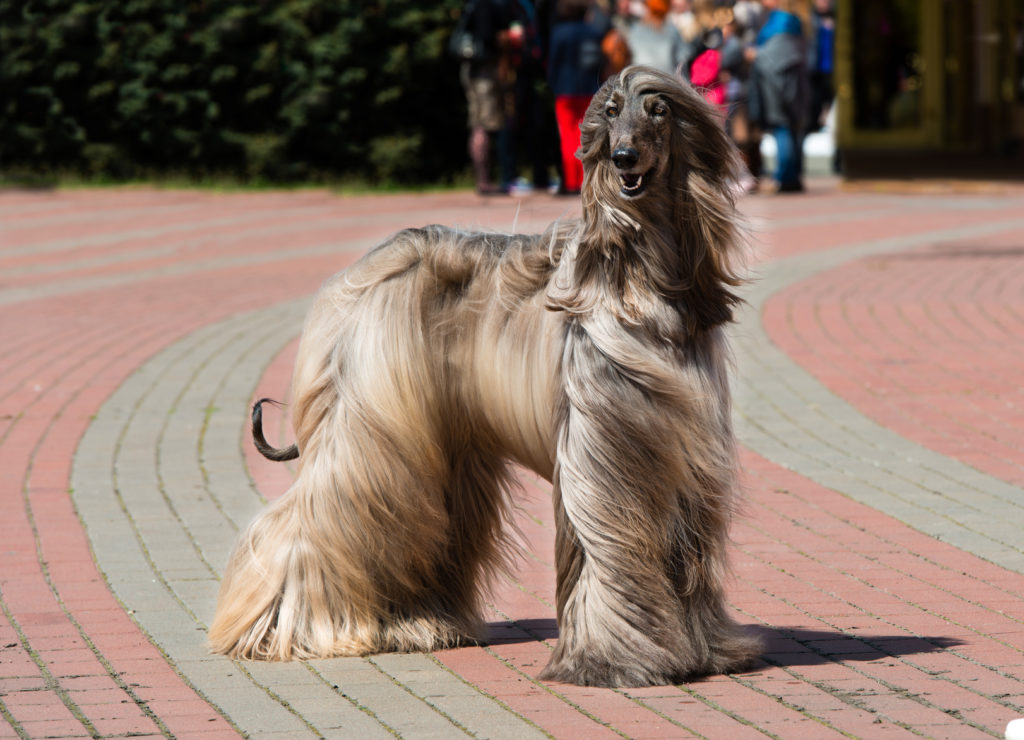 Afghan Hound Dog Training for dog with big personality.