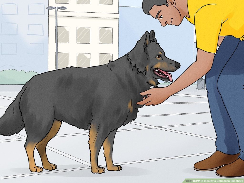 Termperament and Trainability Bohemian Shepherd Dog
