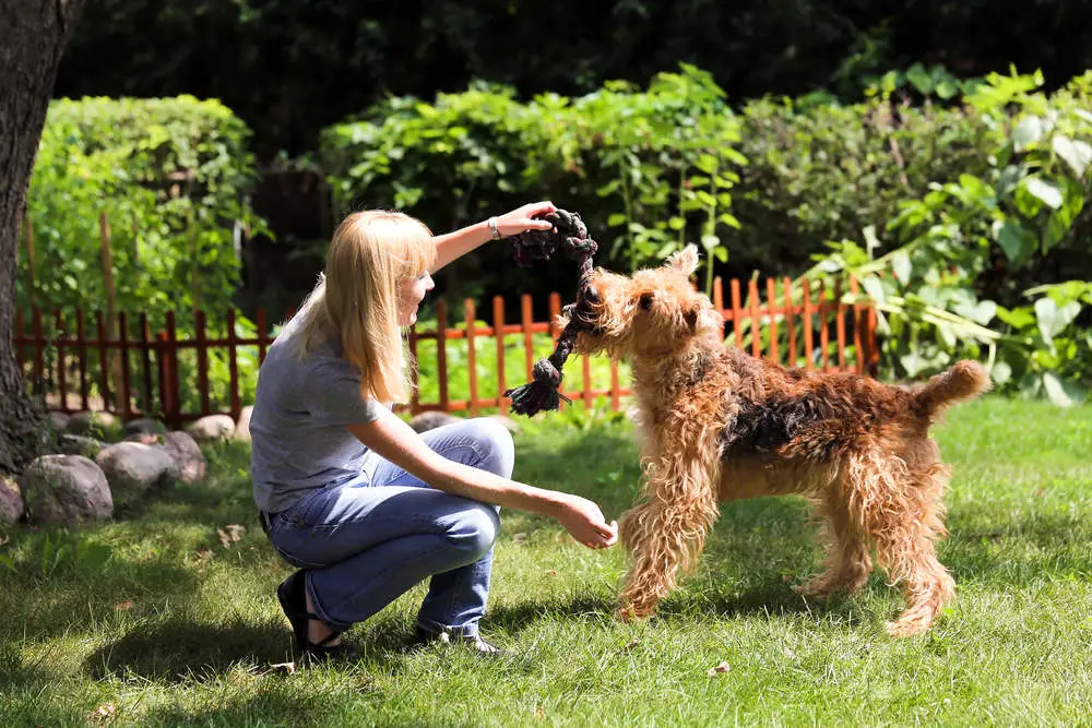 Woman is giving training  airedale terrier dog