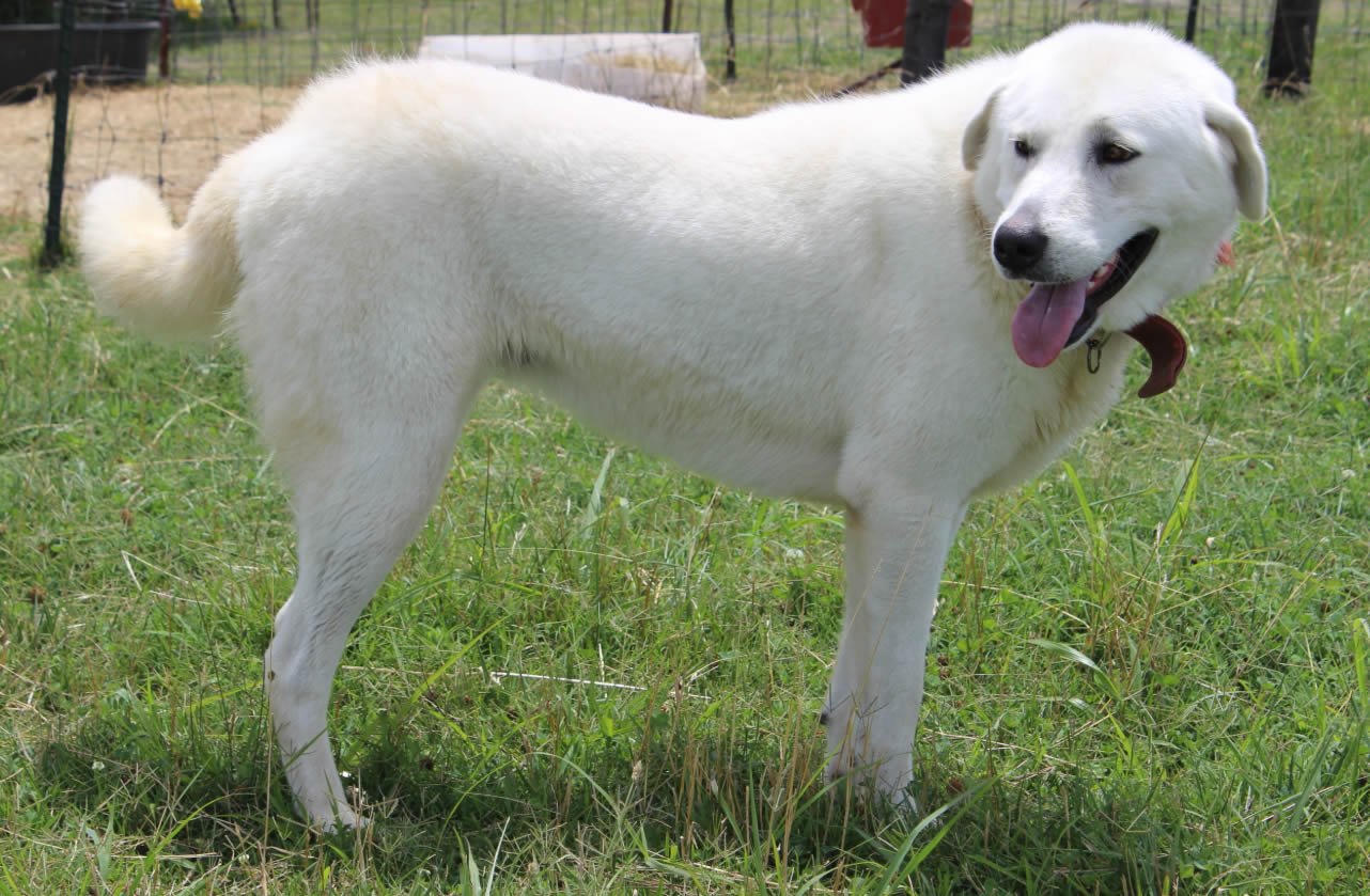 Akbash Dog Dog Breed Information