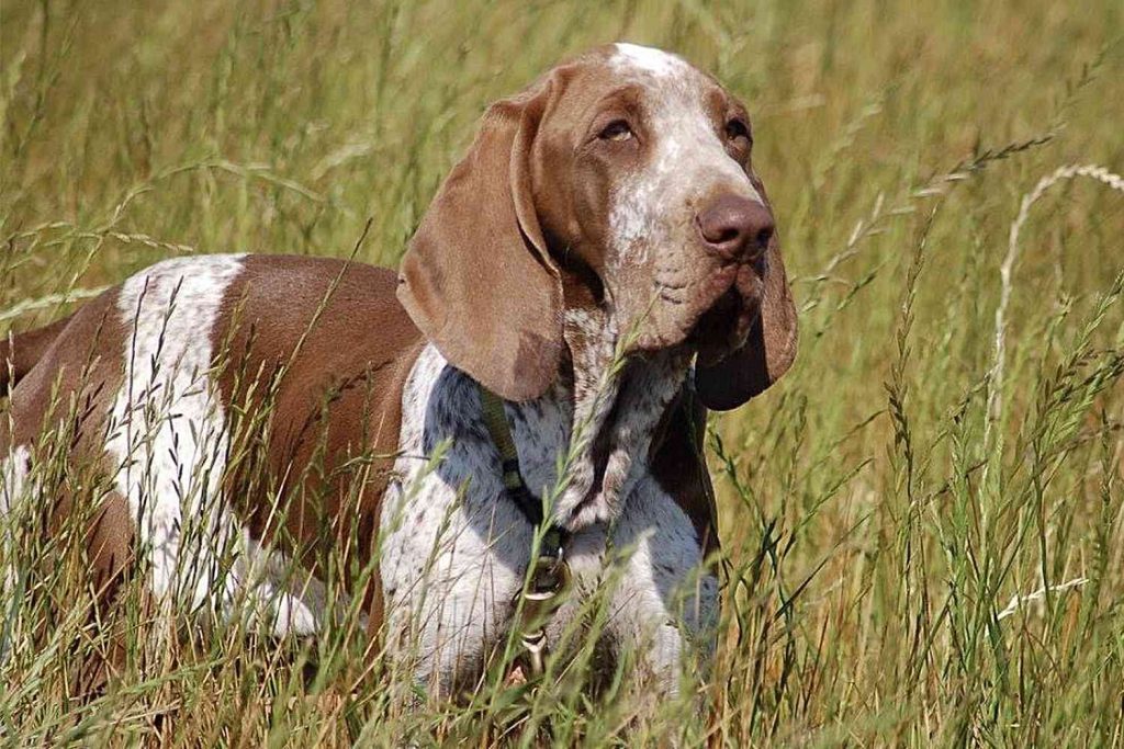 Bracco Italiano Dog Clean air is beneficial for one's health