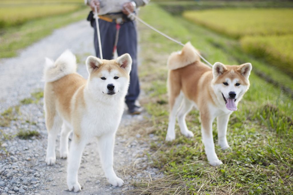 Akita or Akita Inu Dog walking exercise