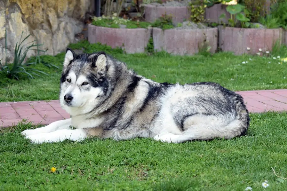 Chukotka sled dog Dog Breed Information, Puppies