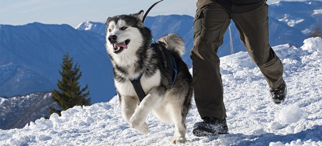 Alaskan Malamute Dog running exercise