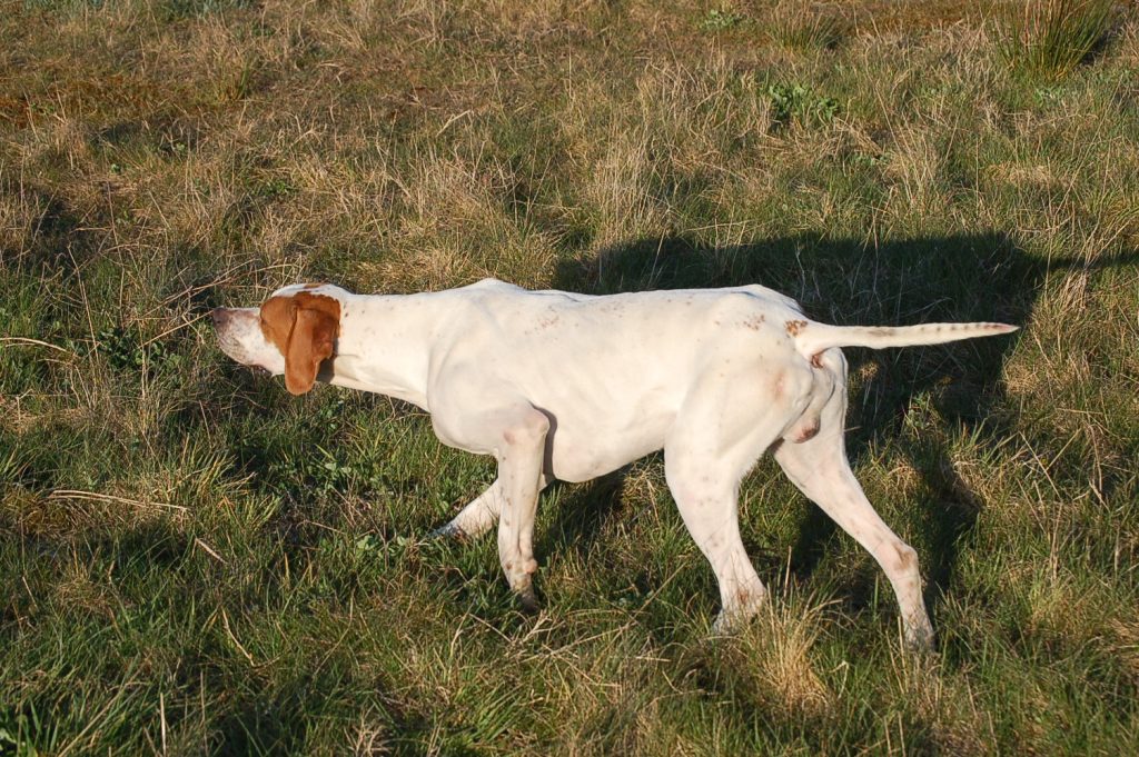 Ariège Pointer Dog smell training 