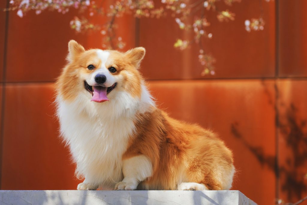 Most Common Health Issues in Corgis