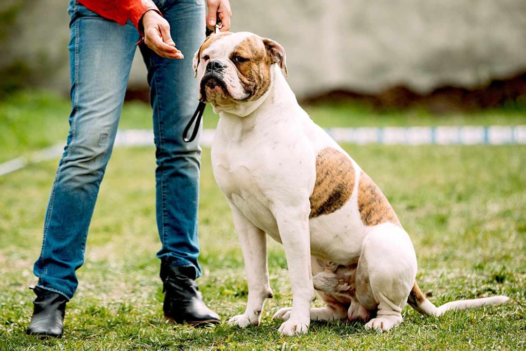 American Bulldog Dog Breed Information & Characteristics