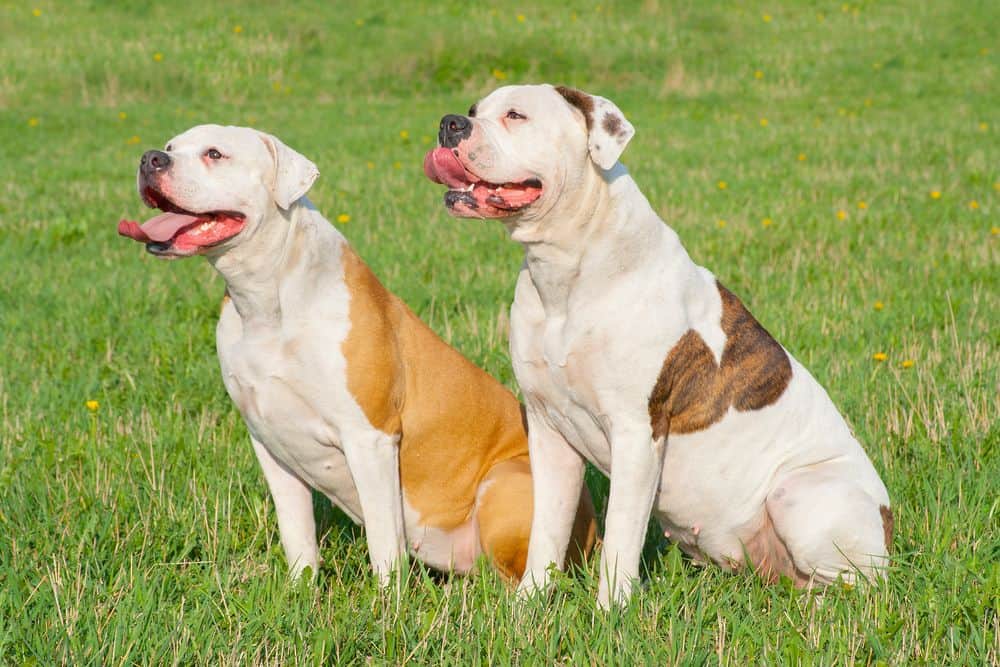 American bulldog: Dog breed characteristics,