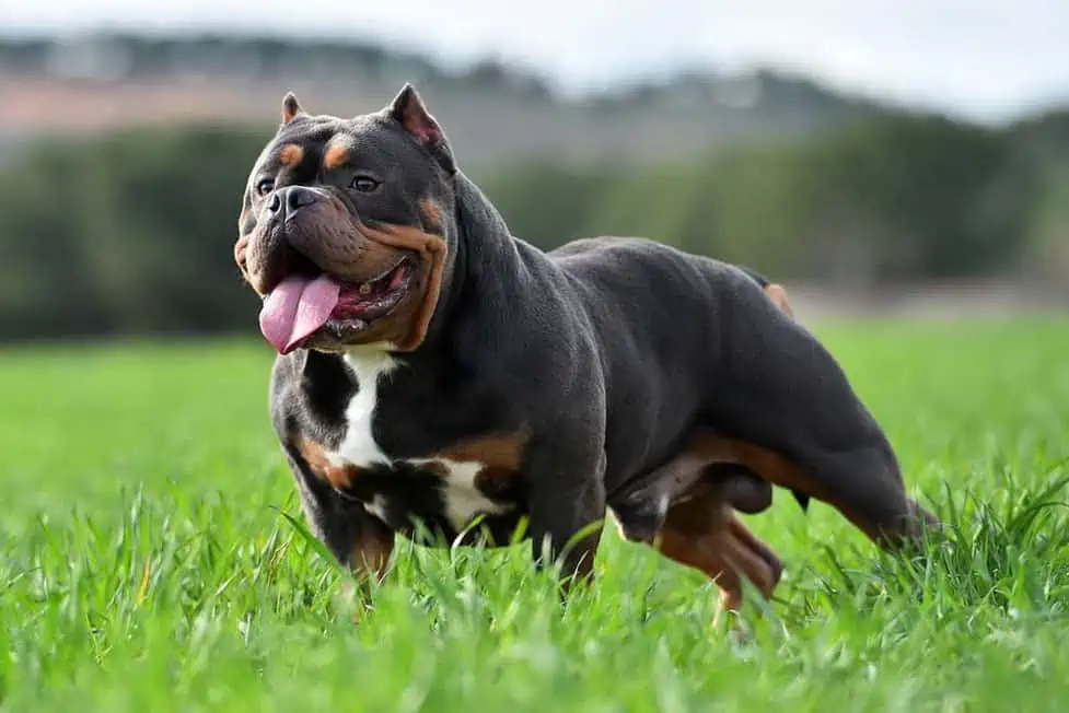 American Bully Dog Breed Information