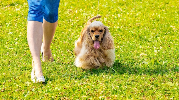 American Cocker Spaniels need regular walks and play to stay happy and healthy.
