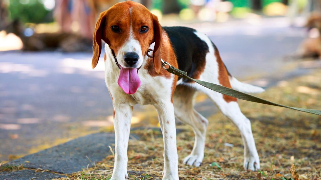 English Foxhound Dog Approachability towards unfamiliar individuals