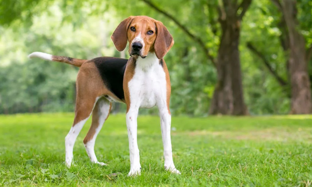 American Foxhound Dog Breed – Everything You Need To Know!