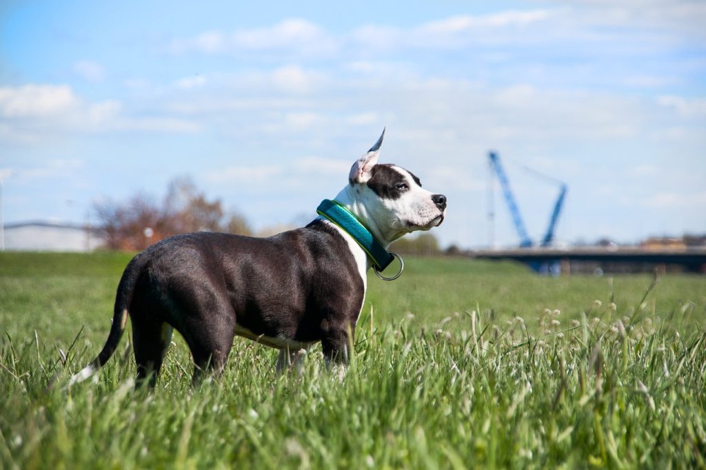 American Staffordshire Terrier Dog training in ground open sky