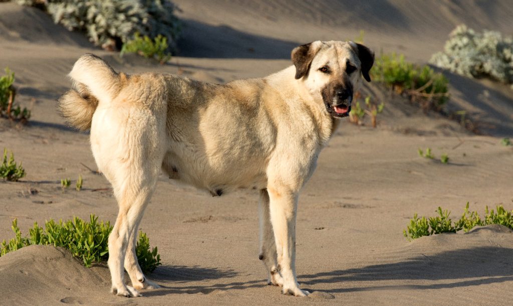 anatolian shepherd dog training on sand