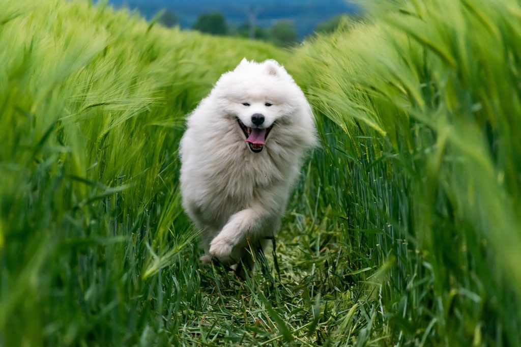 Samoyed Dog running exercise