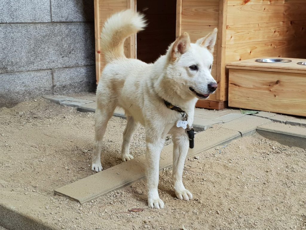 Pungsan dog Prepared for exercise.