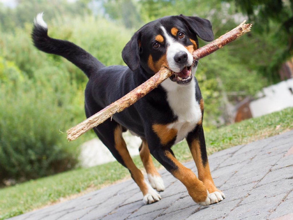 Appenzell Mountain (Appenzeller) Dog training with wood peace