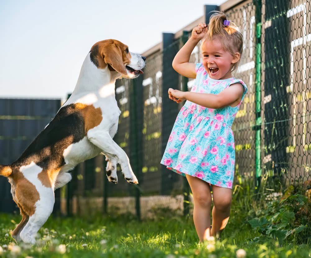 Estonian Hound Dog play with child