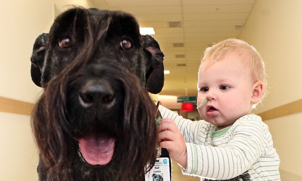Giant Schnauzer Dog fun with baby