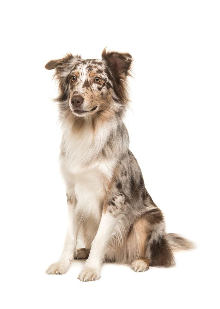 Australian Shepherd Dog Breed Information