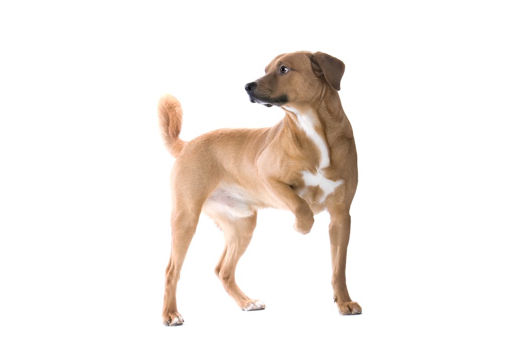 Austrian Shorthaired Pinscher Dog