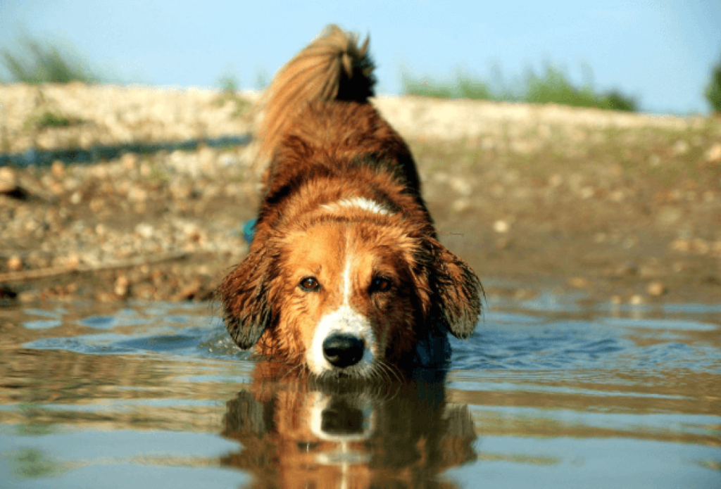 Austrian Shorthaired Pinscher Dog training in water