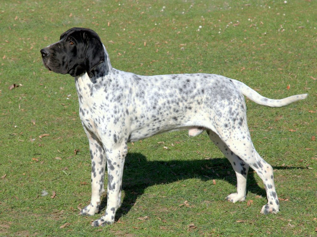 Size and Breed Category Braque d'Auvergne Dog