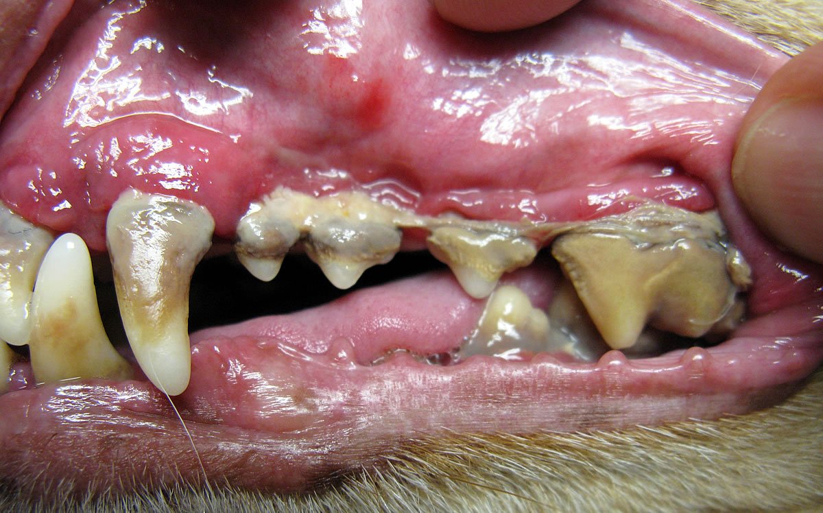 Canine Mouth and Teeth Problems