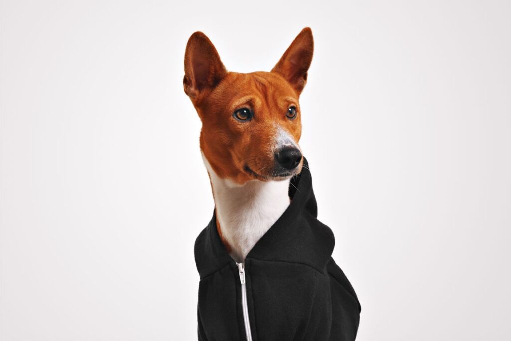 Basenji Dog Breed Information