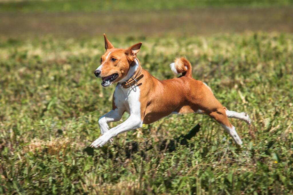 Tang Dog running exercise