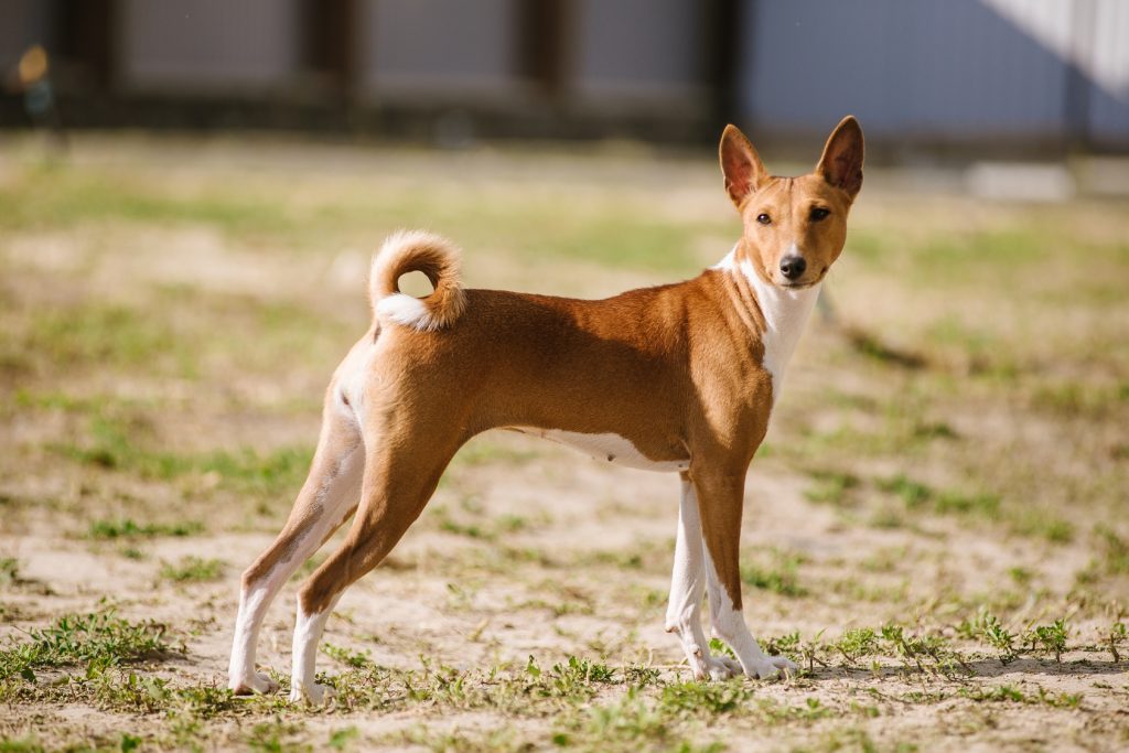 Basenji Dog Breathing in fresh air contributes to overall well-being