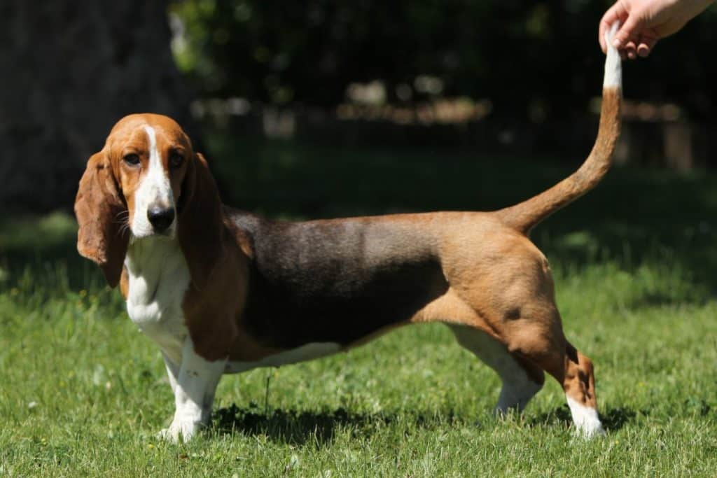 Basset Artésien Normand Dog Breed Information, Puppies & Breeders ...