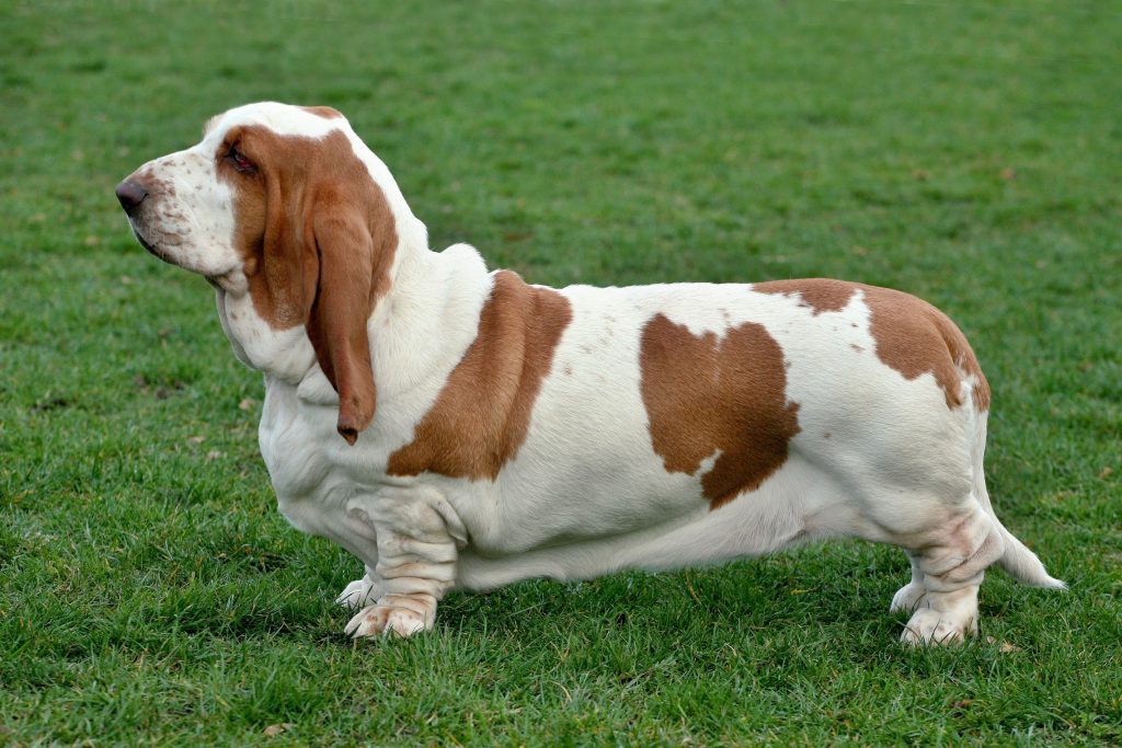 Basset Hound Dog