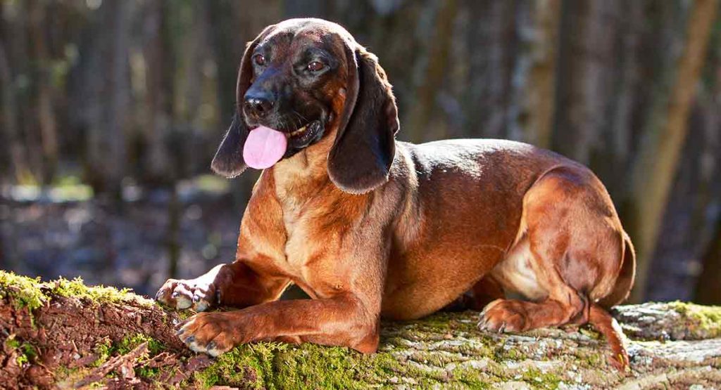 Fur Length and Colour Bavarian Mountain Hound Dog