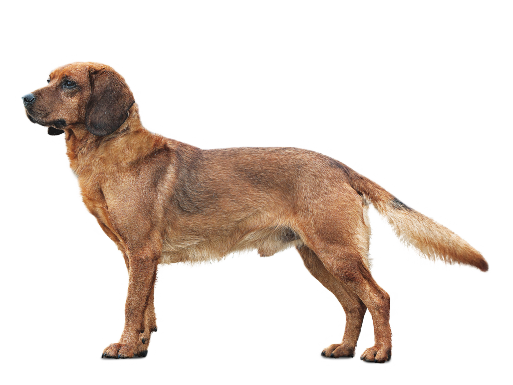 Tyrolean Hound Dog