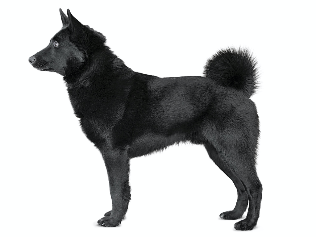 Black Norwegian Elkhound Dog
