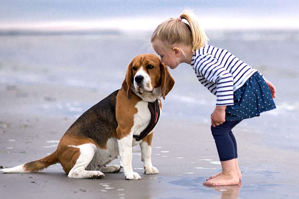 Beagle Dog At ease around children