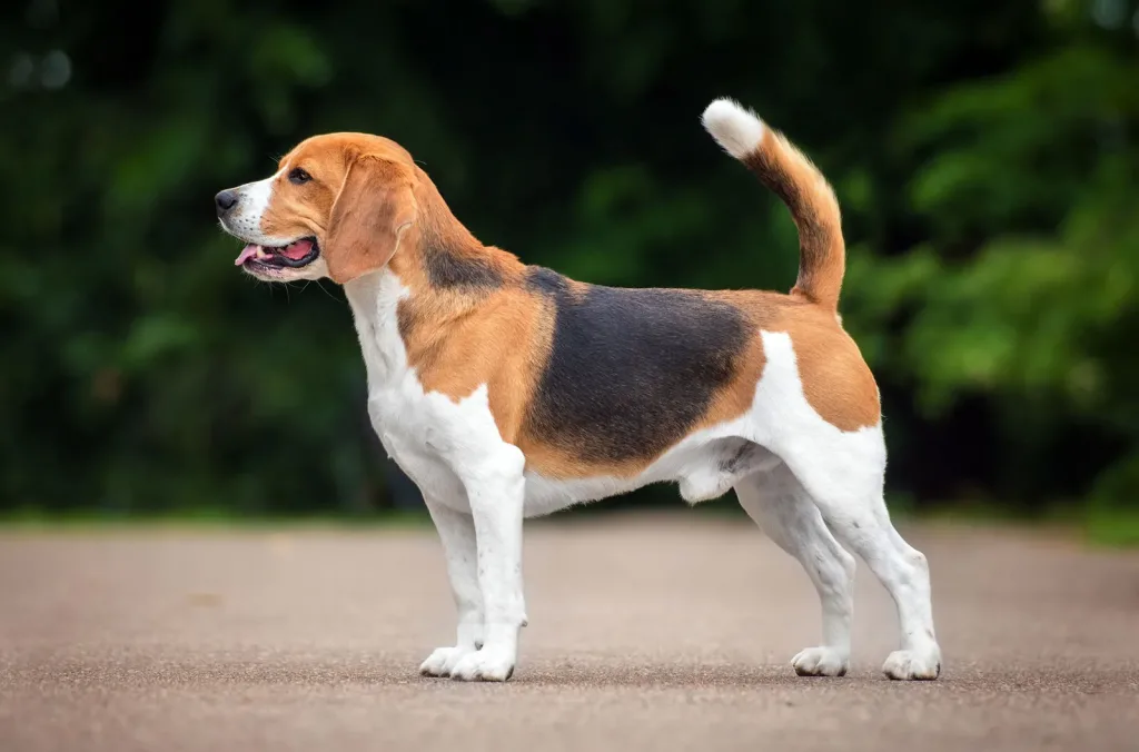 History and Origin Beagle Dog
