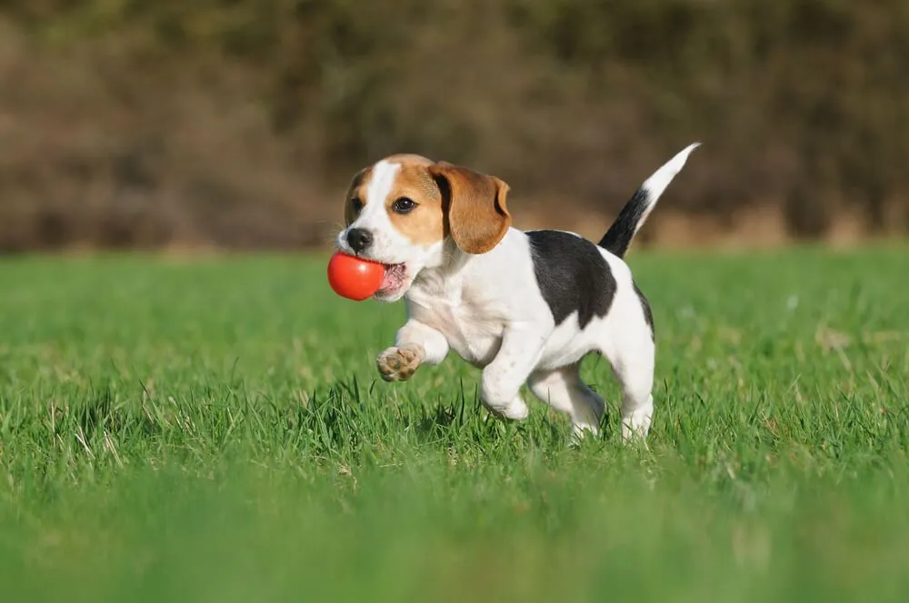 Termperament and Trainability Beagle Dog