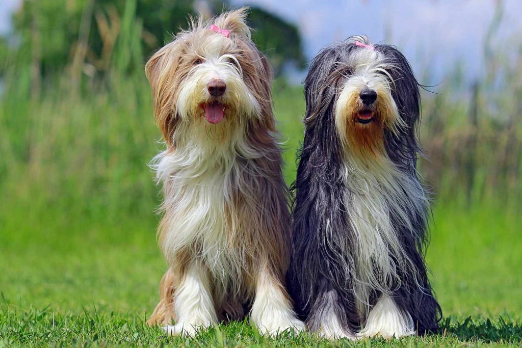 Bearded Collie Dog two different colours