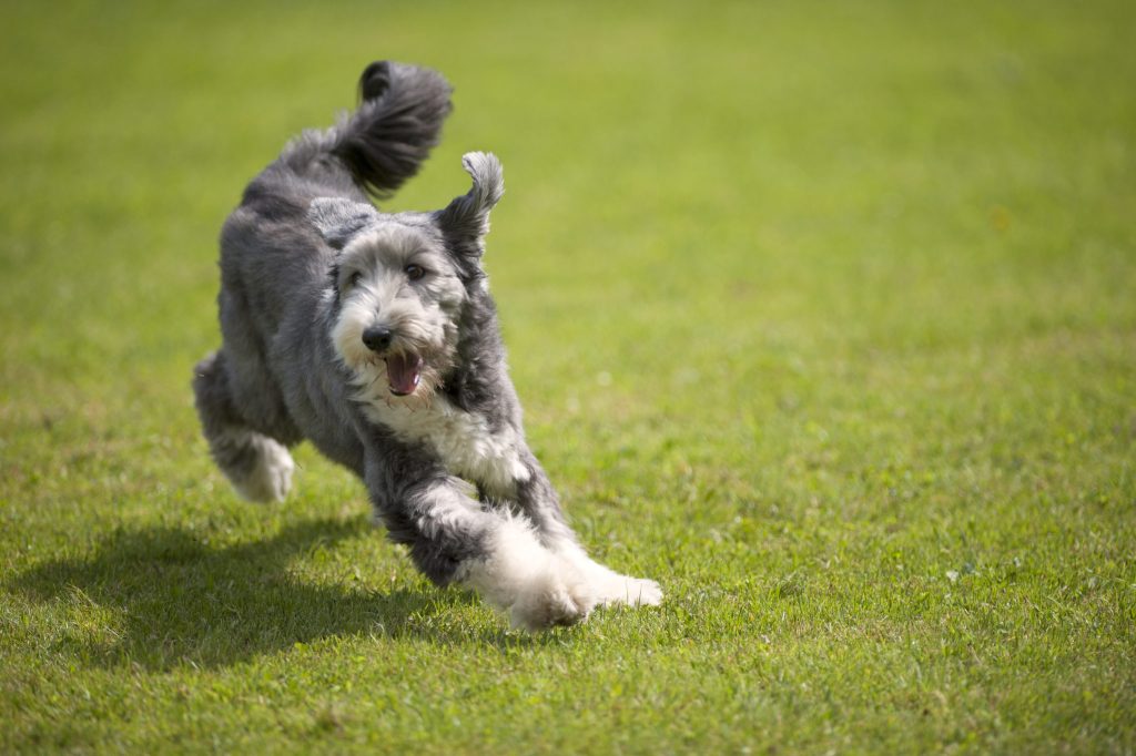 Bearded Collie Dog running exercise