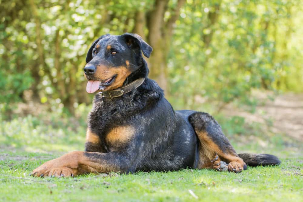 Openness to Strangers Beauceron Dog