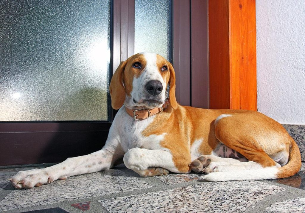 Istrian Shorthaired Hound Dog home specification
