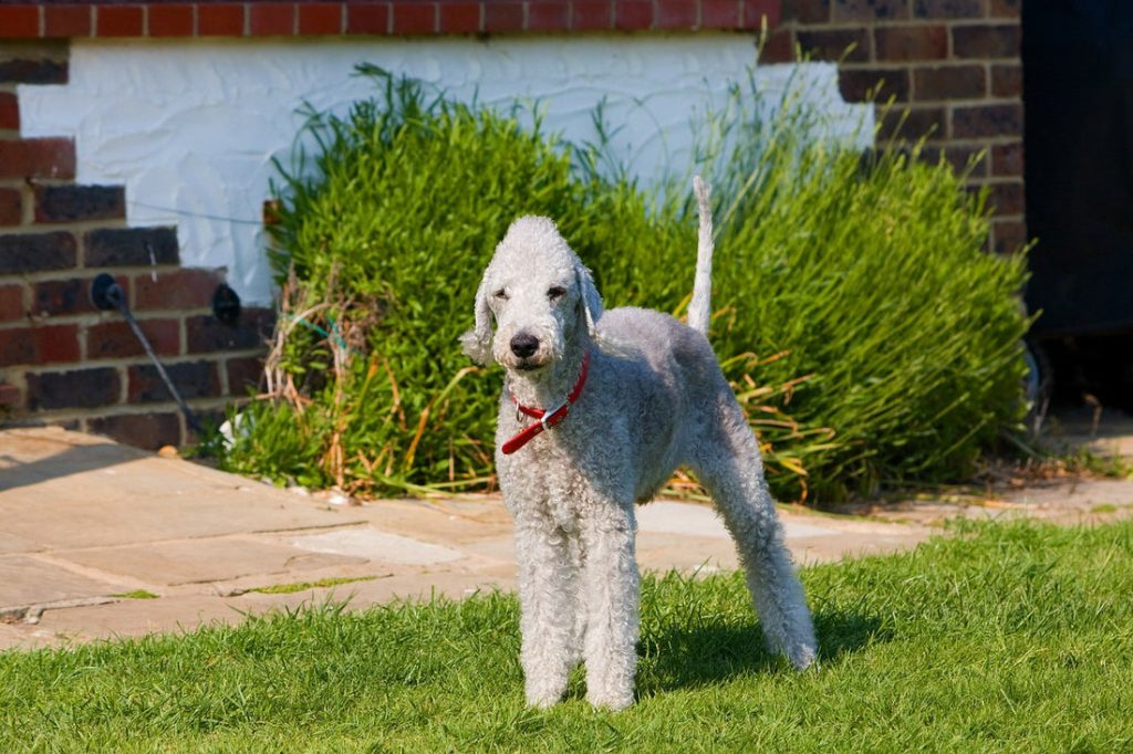 Bedlington Terrier Dog Breathing in fresh air contributes to overall well-being
