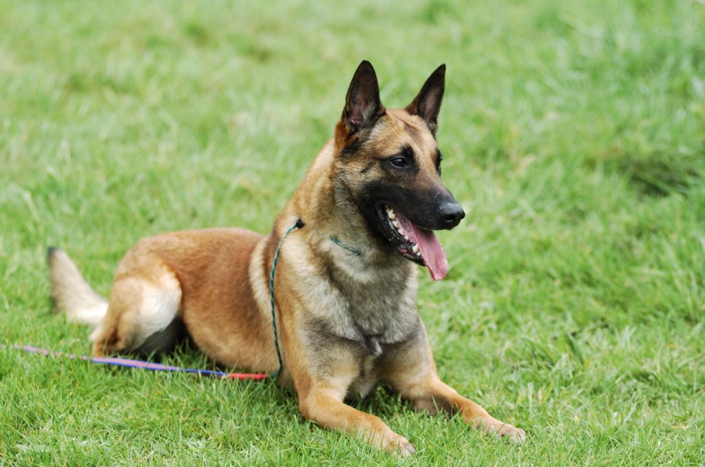 Belgian Malinois Dog Breathing in fresh air contributes to overall well-being