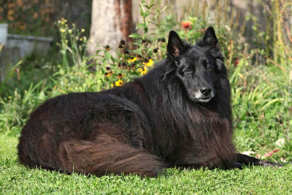 Belgian Shepherd Dog Breathing in fresh air contributes to overall well-being