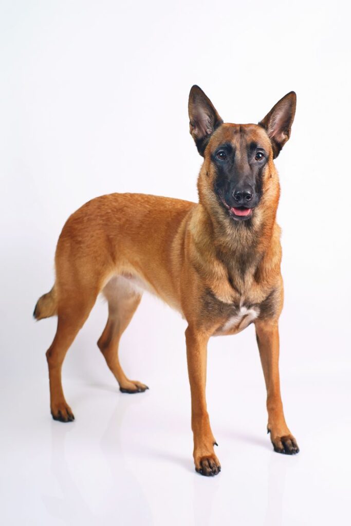 Belgian Malinois Dog Breed Information