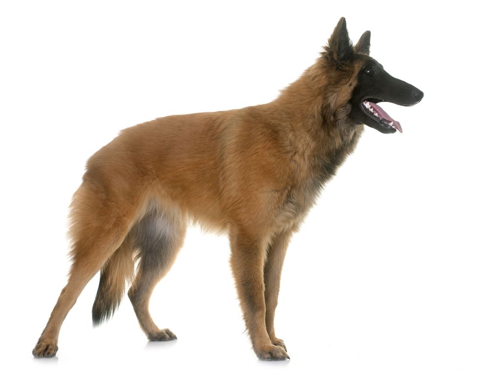 Belgian Shepherd Dog(Tervueren) Dog Breed Information