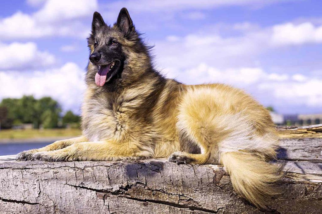 Belgian Shepherd Dog(Tervueren) Dog Breathing in fresh air contributes to overall well-being