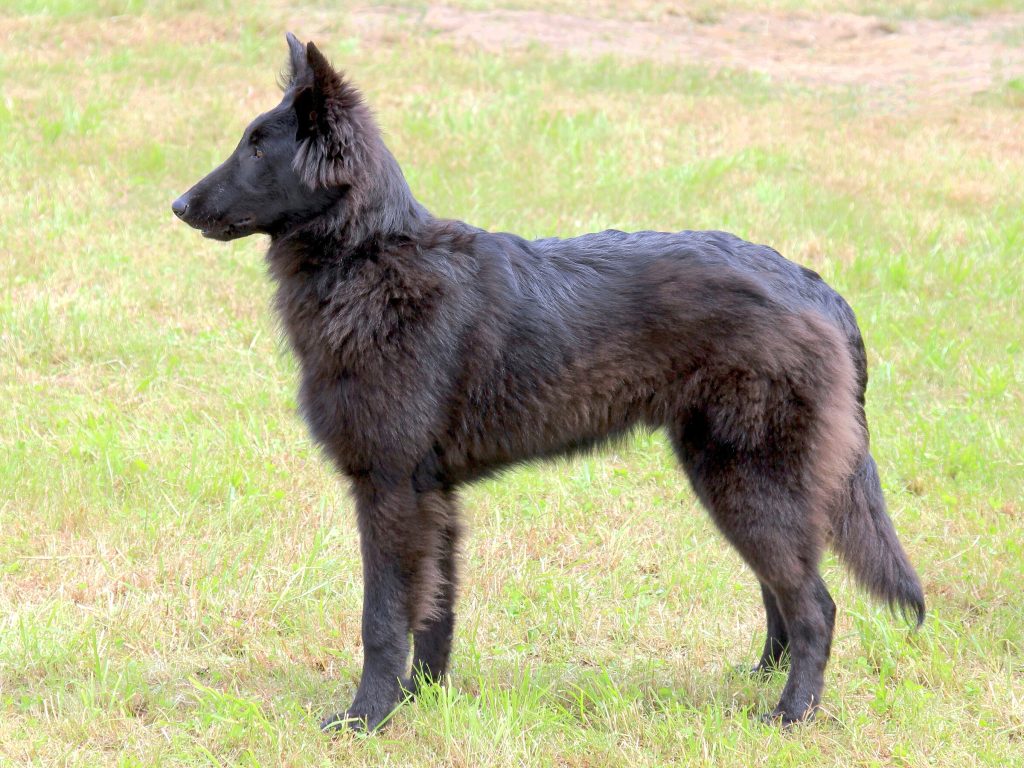 Belgian Shepherd Dog Prepared for training